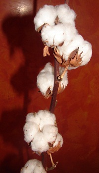 stem of a cotton flower, orange background