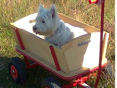 cute dog sitting in a pull along cart cute dog sitting in a pull along cart